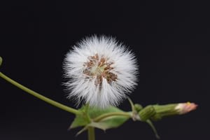 DSC_1041