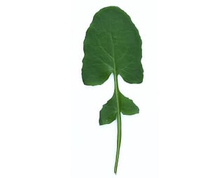 Soleraceus youngleaf3 MED