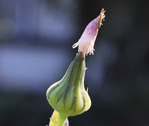 Soleraceus shedding flos1 MED