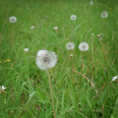 Dandelion Cypsela in field 2