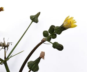 Sonchus flower 2