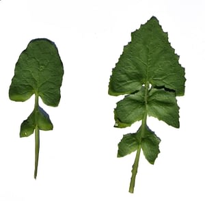Sonchus leaves 2