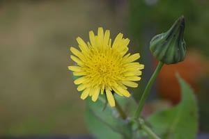 sonchussm