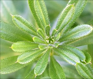 Gaparine whorl4 MED border