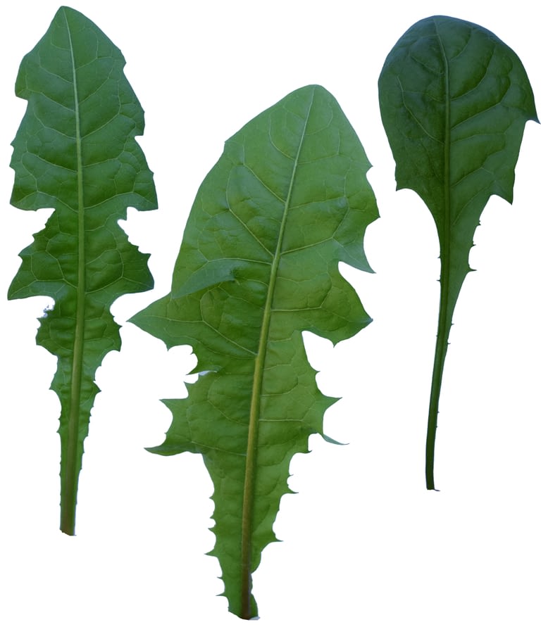 Leaves-Dandelion