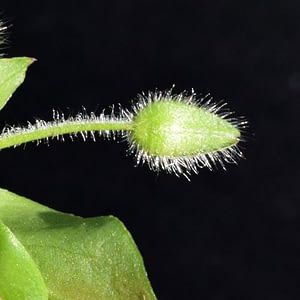 SM-SeedpodB xs