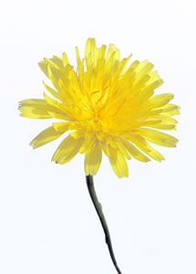 Sonchus flower 2mb