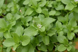 chickweed1 xs