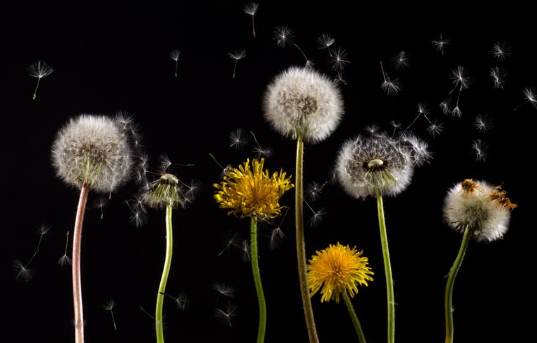 dandelion-761104 (1)