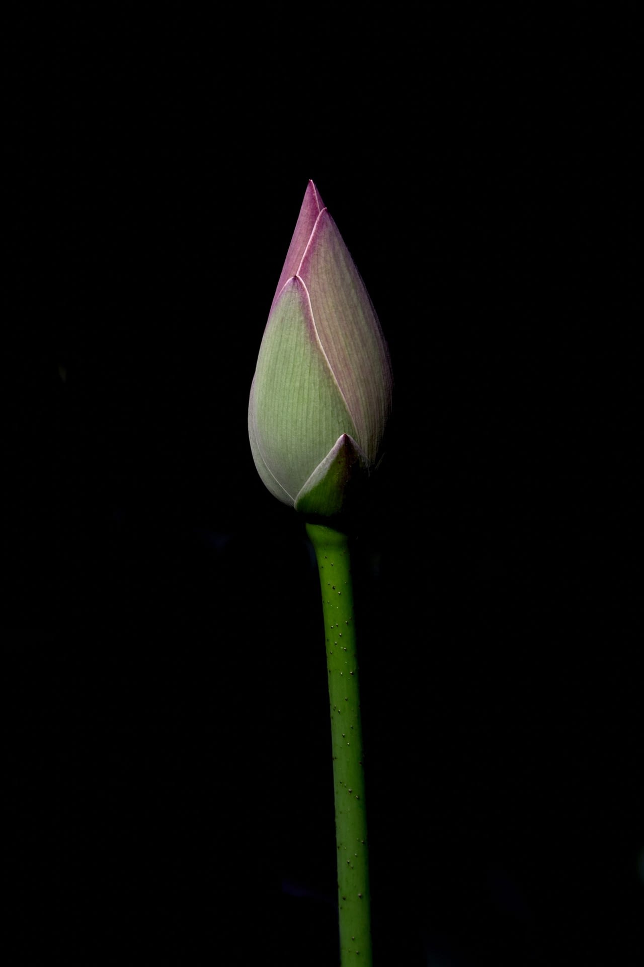 flower-LOTUS 4632987