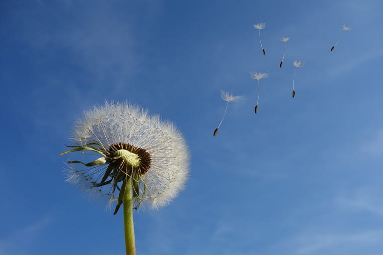 white-dandelion-under-blue-sky-and-white-cloud-39669