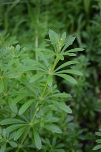 cleavers
