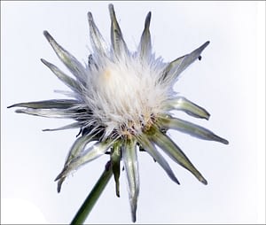 Soleraceus seed head MED border