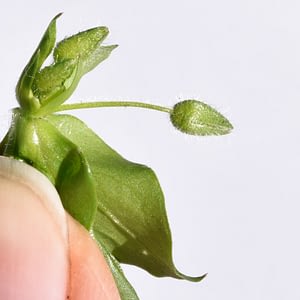 SM-SeedpodD